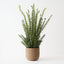 Rosemary Plant