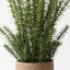 Rosemary Plant