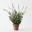 Lavender Plant (Set of 4 )