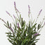 Lavender Plant (Set of 4 )