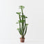 Euphorbia Cactus Plant