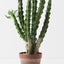 Euphorbia Cactus Plant