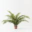 Sword Fern Plant