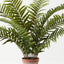 Sword Fern Plant