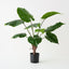 Alocasia Plant (Set of 2 )