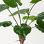 Alocasia Plant (Set of 2 )