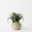 Tillandsia Plant