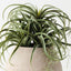 Tillandsia Plant