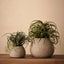 Tillandsia Plant