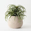 Tillandsia Plant