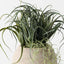 Tillandsia Plant