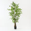 Ginkgo Tree