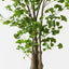 Ginkgo Tree