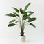 Bird of Paradise Plant