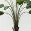 Bird of Paradise Plant
