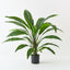 Birds Nest Fern Plant (Set of 2 )