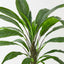 Birds Nest Fern Plant (Set of 2 )