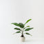 Bird of Paradise Plant