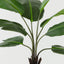 Bird of Paradise Plant