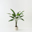 Bird of Paradise Plant