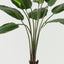 Bird of Paradise Plant