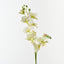 Phalaenopsis Orchid (Set of 12)