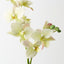 Phalaenopsis Orchid (Set of 12)