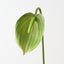 Anthurium (Set of 12)