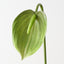 Anthurium (Set of 12)
