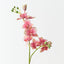 Phalaenopsis Orchid (Set of 12 )