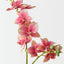 Phalaenopsis Orchid (Set of 12 )