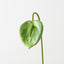 Anthurium (Set of 12)