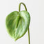 Anthurium (Set of 12)