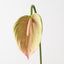 Anthurium (Set of 12)