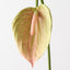 Anthurium (Set of 12)