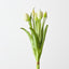 Tulip Bundle (Set of 12)