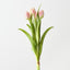 Tulip Bundle (Set of 12)