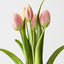 Tulip Bundle (Set of 12)