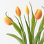Tulip Bundle (Set of 12)