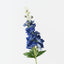 Delphinium (Set of 12)