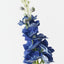 Delphinium (Set of 12)
