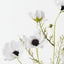 Cosmos Spray (Set of 12)