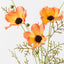 Cosmos Spray (Set of 12)
