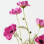 Cosmos Spray (Set of 12)
