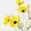 Cosmos Spray (Set of 12)