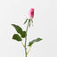 Everly Rosebud (Set of 24)