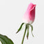 Everly Rosebud (Set of 24)