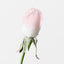 Everly Rosebud (Set of 24)