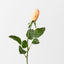 Everly Rosebud (Set of 24)
