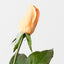 Everly Rosebud (Set of 24)